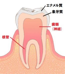 歯の構造　根管　根管治療　自由が丘　歯医者