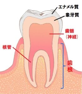 歯の構造　根管　根管治療　自由が丘　歯医者